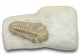 Prone Viaphacops Trilobite Fossil - Black Cat Mountain, Oklahoma #246355-3